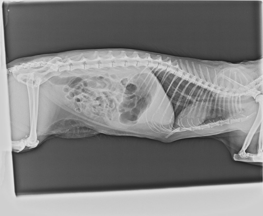 צילום רטגן ליטרלי letral xray view - בננה