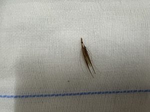 המלען שהוצאה מאוזנו של בוריסקה