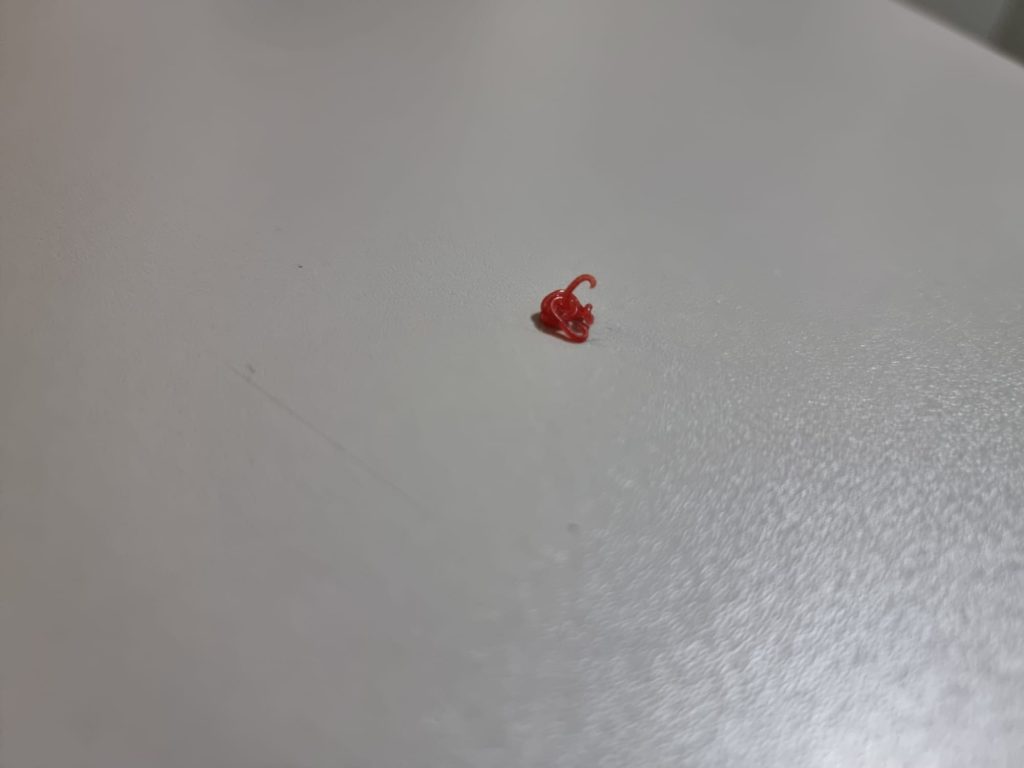 תולעת הפארק יצאה מגרנולומה עורית