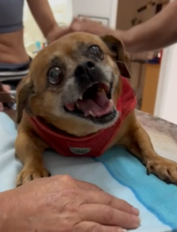 תסמונת וסטיבולרית בכלבים מבוגרים Old Dog Syndrome